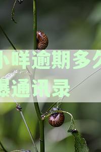 羊小咩逾期上征信的时间周期以及如何解决逾期问题全面解析