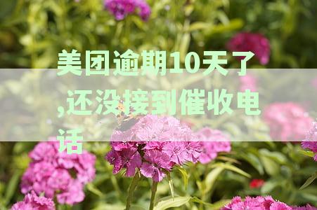 美团逾期10天了,还没接到催收电话