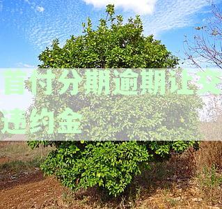 首付分期逾期让交违约金