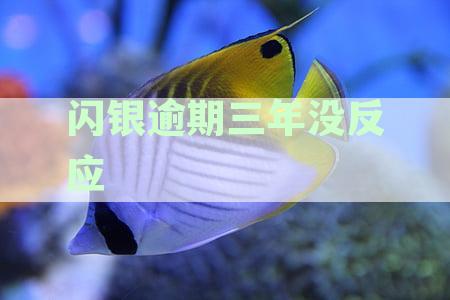 闪银逾期一年未还款：原因、解决方法及影响全解析