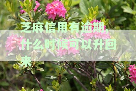 芝麻信用有逾期,什么时候可以升回来