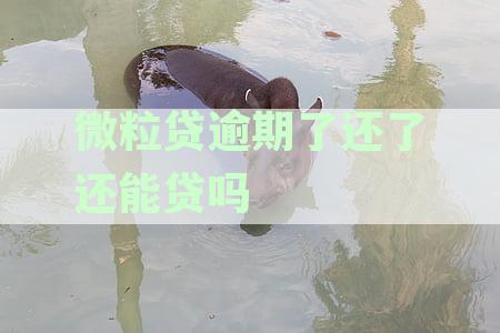 微粒贷逾期还款后，是否可以再次借款？逾期还款对未来贷款的影响及解决办法