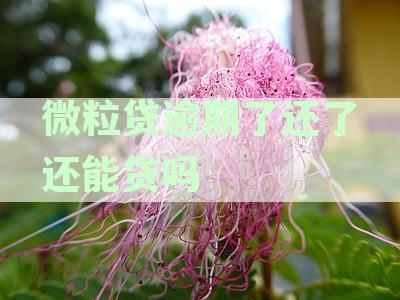 微粒贷逾期了还了还能贷吗