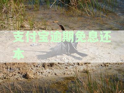 支付宝逾期还款攻略：如何处理免息额度利息减免问题