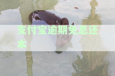 支付宝逾期免息还本