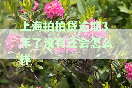 拍拍贷逾期3年未还款的后果及解决方法，您关心的问题都在这里！