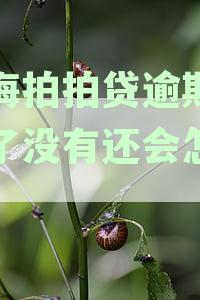 上海拍拍贷逾期两年，会不会上法院起诉或执行？