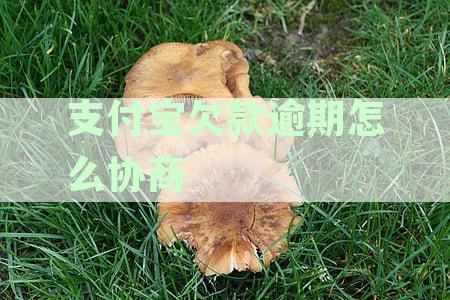 支付宝逾期还款问题解决策略：期协商操作指南