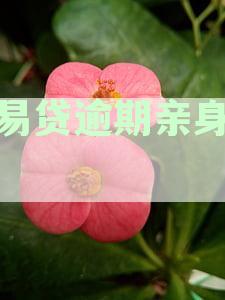 恒易贷逾期催收情况分析及应对措：是否严重？如何避免？