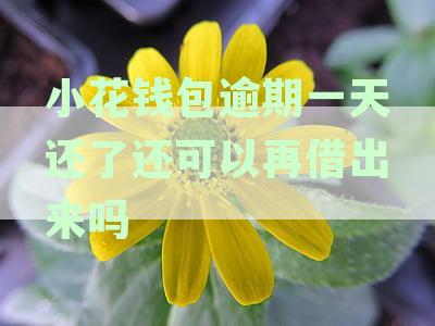 小花钱包逾期一天还了还可以再借出来吗