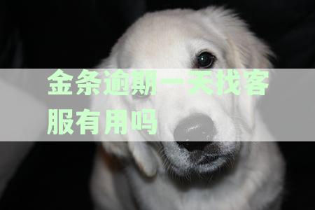 金条逾期一天还款后，京东金条再次使用是否可行？