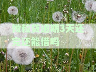 微粒贷逾期三天还款后，再次借款的可能性探讨