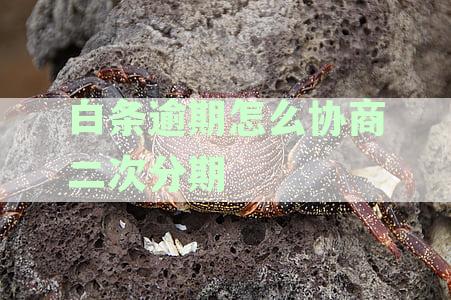 白条逾期怎么协商二次分期