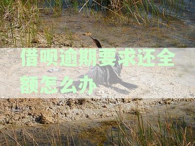 逾期还款的借呗全额要求如何应对？这里有全面的解决方案！