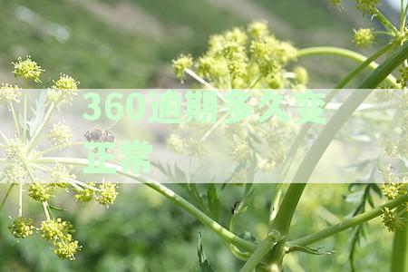 360逾期多久会失信：解答你的疑虑与关注