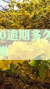 360逾期还款政策：全额还款触发时间及可能后果详解