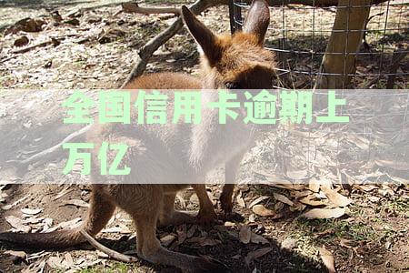 2020年全国信用卡逾期人数揭秘：统计数据显示信用状况堪忧