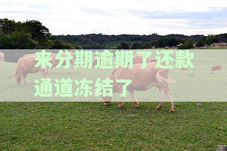 被冻结的分期逾期账单：解决停息与解冻办法全解析，不再担心订单问题