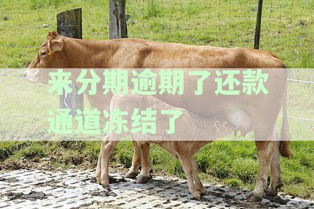 来分期逾期了还款通道冻结了