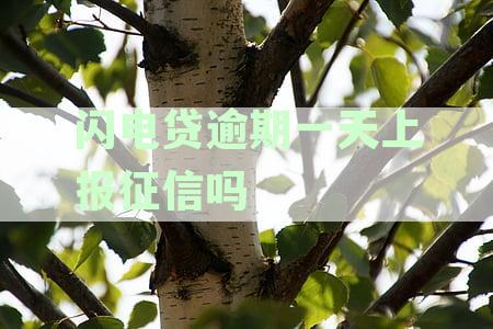 闪电贷逾期一天的后果：影响、解决方案及如何避免？