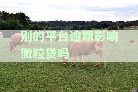 微粒贷逾期是否会受到其他平台影响？解答用户关于逾期还款影响的疑问
