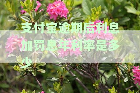 支付宝逾期罚息超过本金，如何解决？