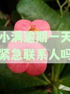 新度小满金融逾期一天后，是否会联系紧急联系人？