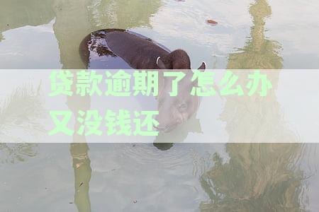 银行贷款逾期无力偿还：解决方法、后果及如何规划财务