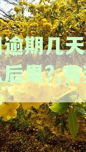 美团借钱逾期几天的处理与征信后果分析