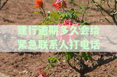 建行逾期后紧急联系人多久会收到电话通知？还有哪些可能的后果和解决方法？