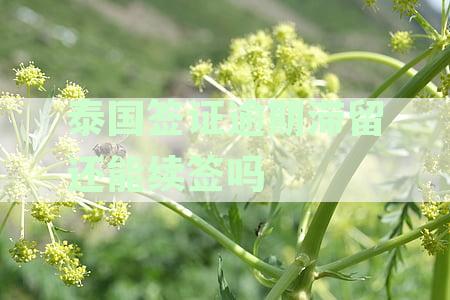 泰国签证逾期罚款多少：逾期后果与最高罚款