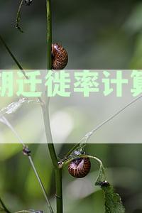 全面了解逾期迁徙率计算方法及其适用规则，解决用户相关搜索疑虑
