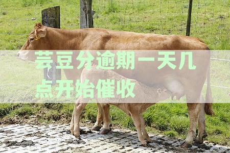 '芸豆分逾期一天上征信吗：逾期一天的影响及处理方式'