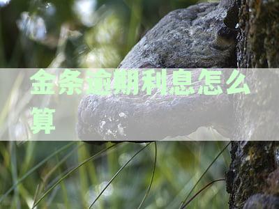 金条逾期利息怎么算：计算方法、合法性与收费，以及逾期严重性如何判断？