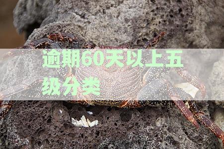 逾期60天以上五级分类
