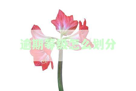 逾期等级的全面解析：从轻度到严重，了解各种等级的后果和应对方法