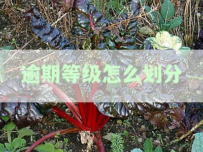 信用报告中的逾期等级7级详细解读，了解征信中的信用状况
