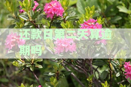 信用卡还款日第二天是否算逾期？如何计算？