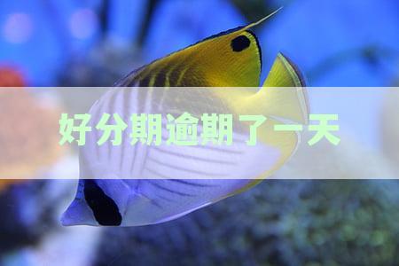 逾期一天还款后能否再次借款？