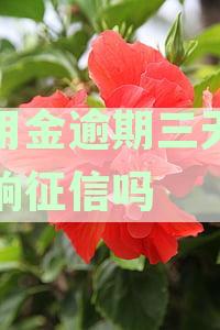 备用金逾期三天有影响吗：解决办法与征信影响分析