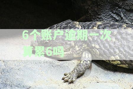 发生过逾期账户数6个严重么：如何处理？逾期账户数1、4、5何时消失？