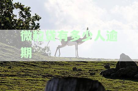 微粒贷逾期情况概述：逾期人数、查询方式及可能后果