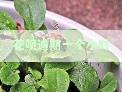 花呗忘记还款逾期1天会怎么样？