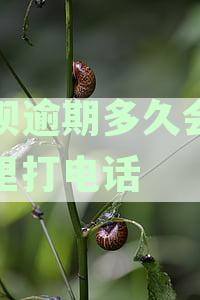 还呗逾期后家人多久会接到催收电话？详细资讯解读