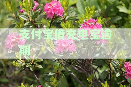 支付宝借充电宝逾期一个星期已结清影响征信吗-支付宝借充电宝逾期了