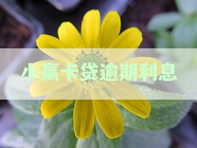 小赢卡贷逾期利息计算方法：如何计算小赢卡贷款逾期产生的利息？
