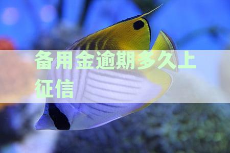 支付宝备用金逾期影响及解决方法：多久上征信报告？