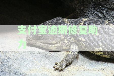 支付宝逾期问题解决专家资讯与助力群