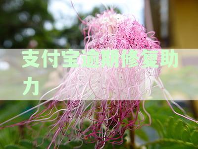 支付宝逾期待修复怎么办？如何处理？