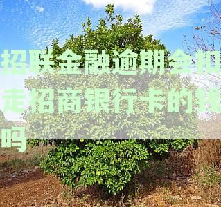 招联金融逾期会影响招商银行信用卡吗？